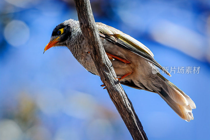 吵闹的矿鸟(Manorina melanocephala)